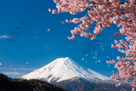 盛开的樱花和富士山图片