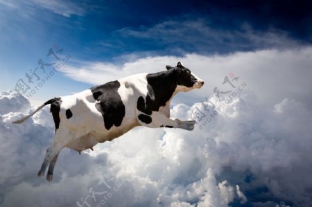 天空中的奶牛图片