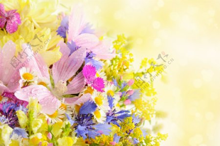 梦幻光斑与鲜花背景图片