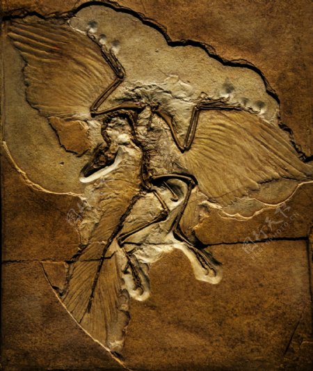 始祖鸟化石图片