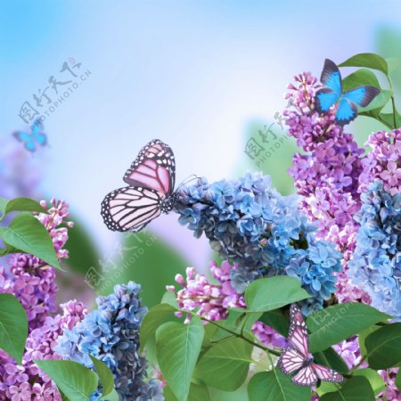 鲜花上的蝴蝶摄影图片