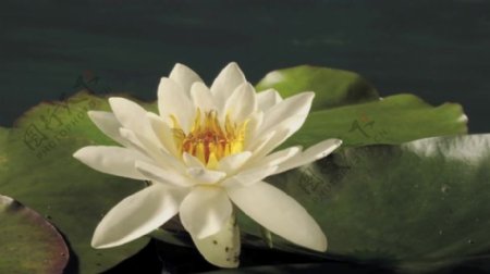 池塘荷花花卉视频素材