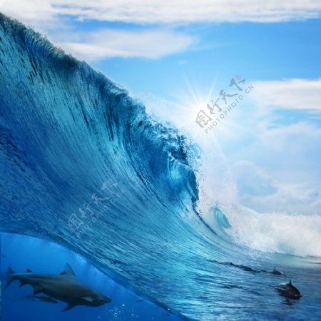 海洋里的海豚图片