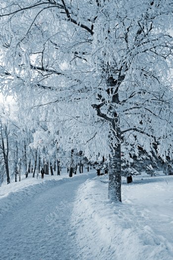 冬天积雪与树木图片