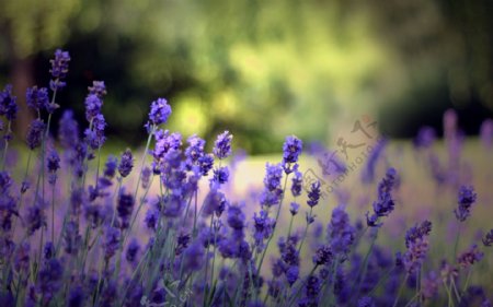 梦幻的紫色花朵图片