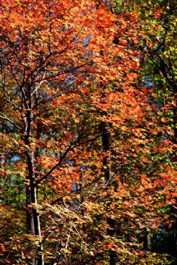 秋天红枫摄影图片
