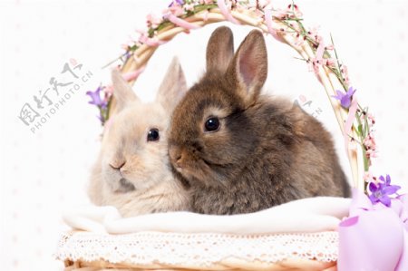 两只兔子摄影图片