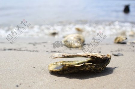 自然海滩沙水海湾海岸海岸贝壳特写镜头蛤牡蛎