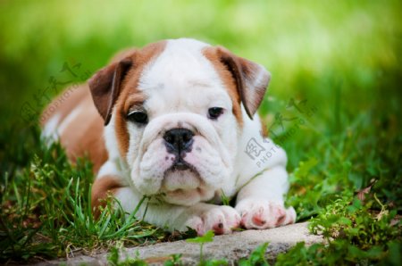 草地上趴着的小狗图片