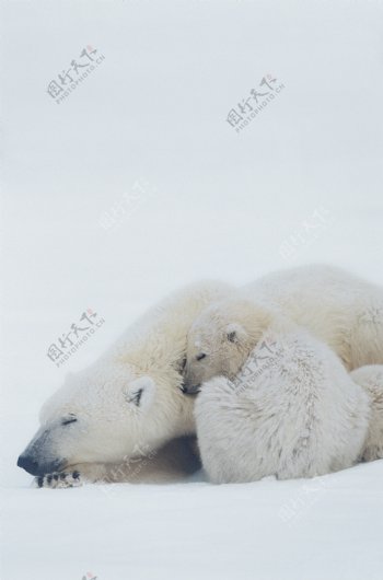 睡觉的北极熊图片