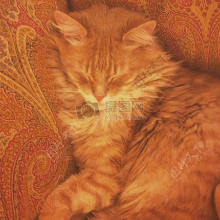 宠物橙色猫睡觉蓬松平静佩斯利