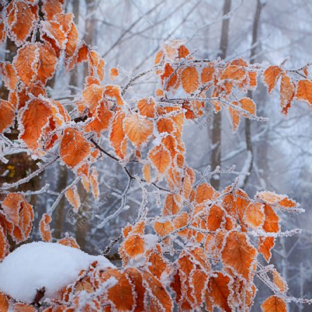 积雪的橙色树叶图片