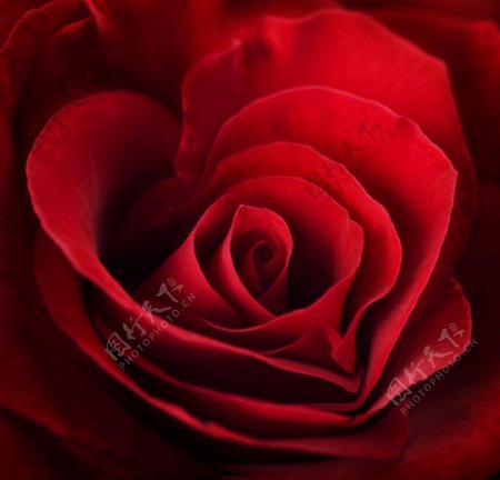 美丽玫瑰花瓣特写图片