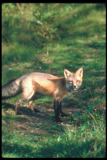 草地上的狐狸图片