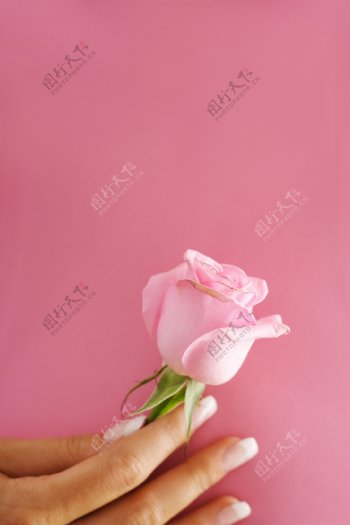 手握着的玫瑰花图片