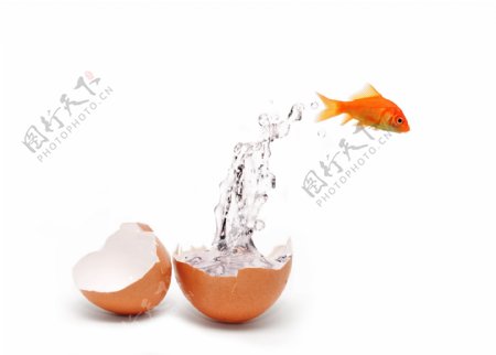 从鸡蛋中游出来的金鱼