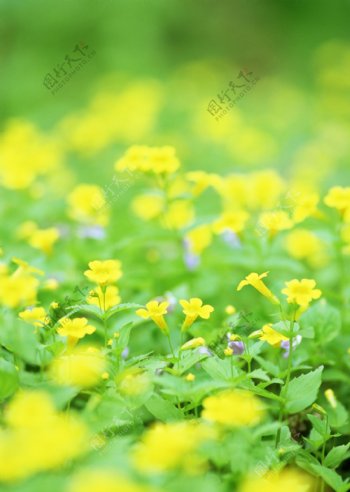 黄色小野花摄影图片