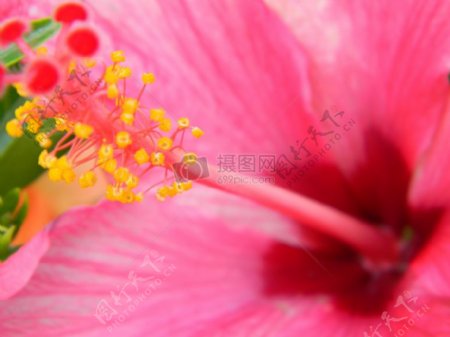 自然花卉抽象的花粉红色