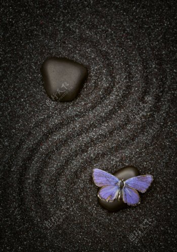 紫色蝴蝶与鹅卵石图片