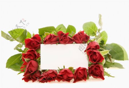 玫瑰花与空白卡片摄影图片
