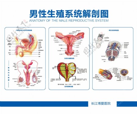 生殖系统解剖图