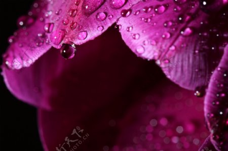 带水珠的紫色花朵图片