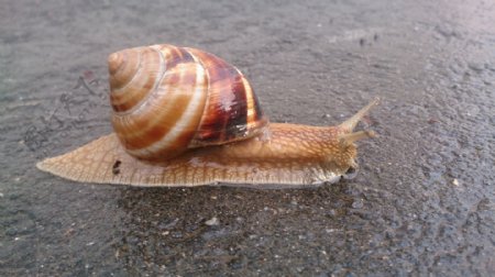 水泥地上的蜗牛图片