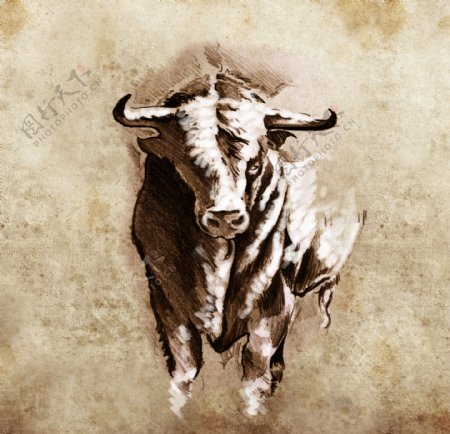 公牛纹身图案图片