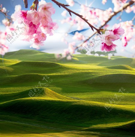美丽草原与樱花图片