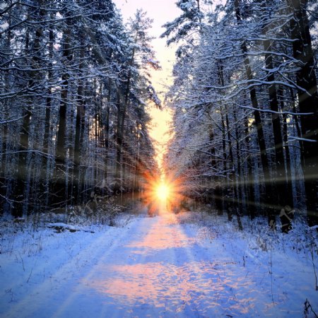 冬季夕阳下的雪地和树林图片