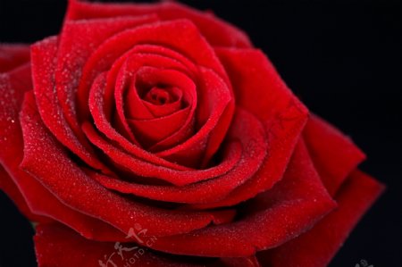 娇艳的红玫瑰花图片