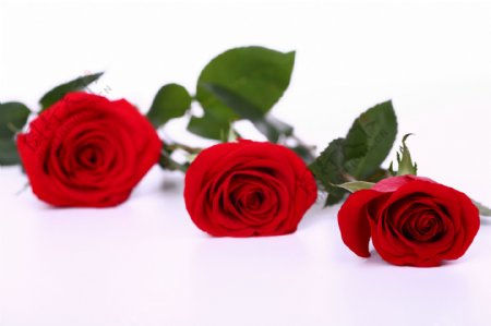 鲜红的玫瑰图片