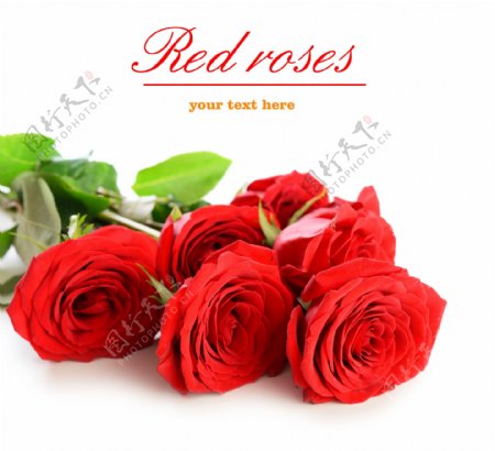 鲜红的玫瑰摄影图片