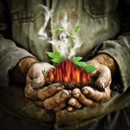 双手里的火焰与植物