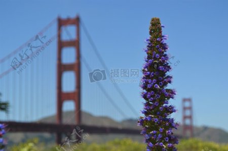 紫色花的金门大桥的距离