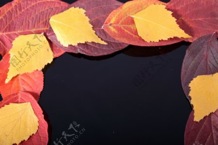 秋天黄色红色叶子图片