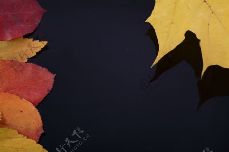 枫叶与秋天落叶图片