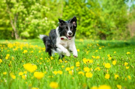 鲜花里奔跑的小狗图片