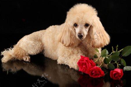宠物狗与玫瑰花图片
