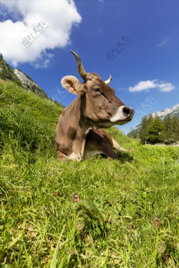 趴在草地上的牛图片