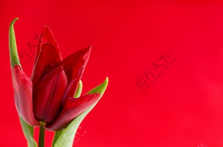 盛开的红色郁金香图片