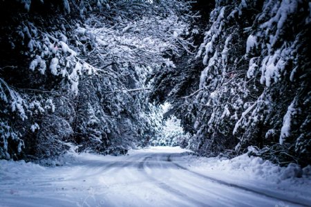森林马路雪景图片