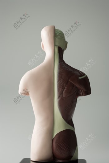人体模型背面解剖对比图片