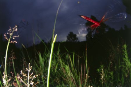 在空中飞的红蜻蜓图片