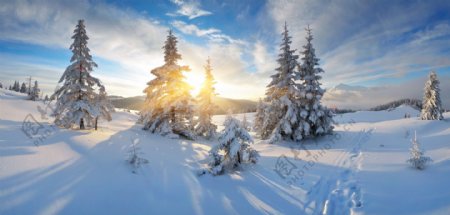 美丽雪地树木风景图片
