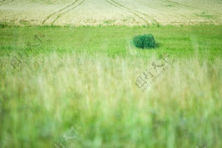 绿色田园风景摄影图片