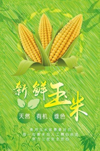 玉米海报1
