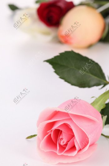 鲜艳的粉玫瑰图片