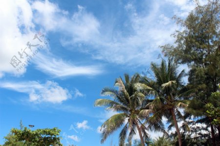 蓝天下的椰树图片