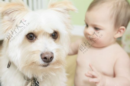 宠物狗与婴儿图片